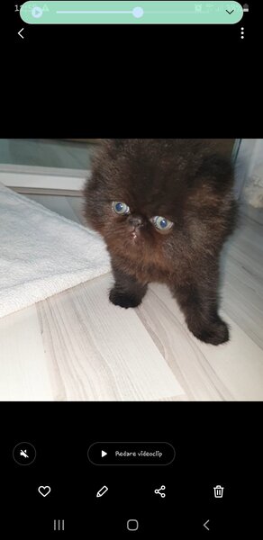 Pui de pisica persana