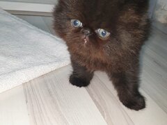 Pui de pisica persana