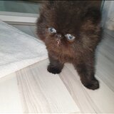 Pui de pisica persana